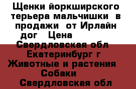 Щенки йоркширского терьера(мальчишки) в продажи  от Ирлайн-дог › Цена ­ 15 000 - Свердловская обл., Екатеринбург г. Животные и растения » Собаки   . Свердловская обл.